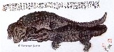 Crocodiles